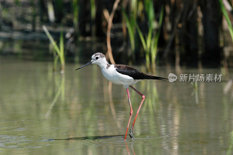 黑翼高跷(Himantopus Himantopus)